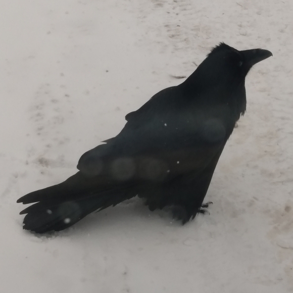 Meet your Posher, Posh - Picture 2 of 2